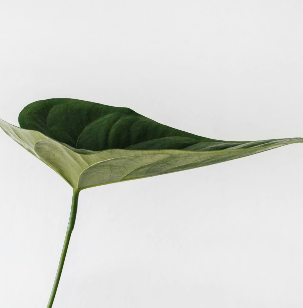 Untitled Design (97)