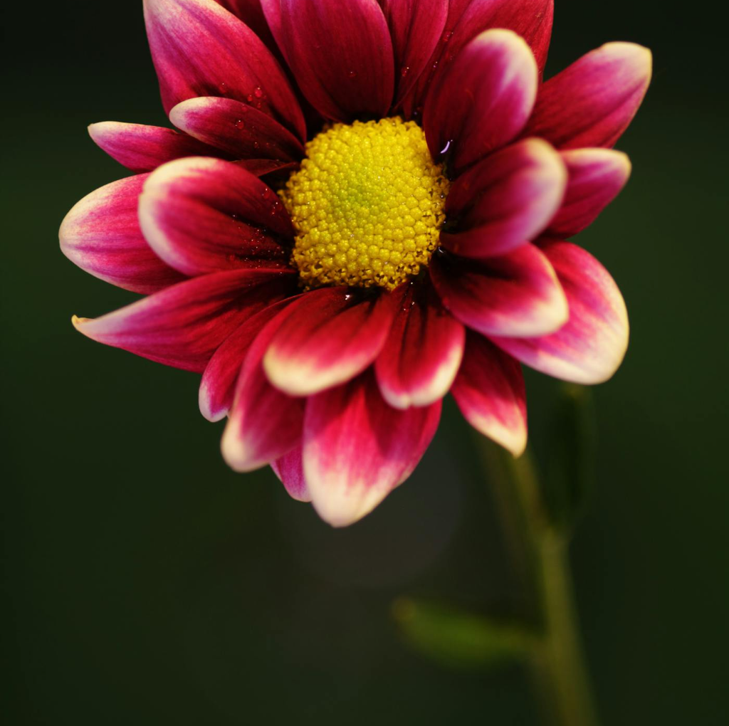 Untitled Design - 2024-08-07T150714