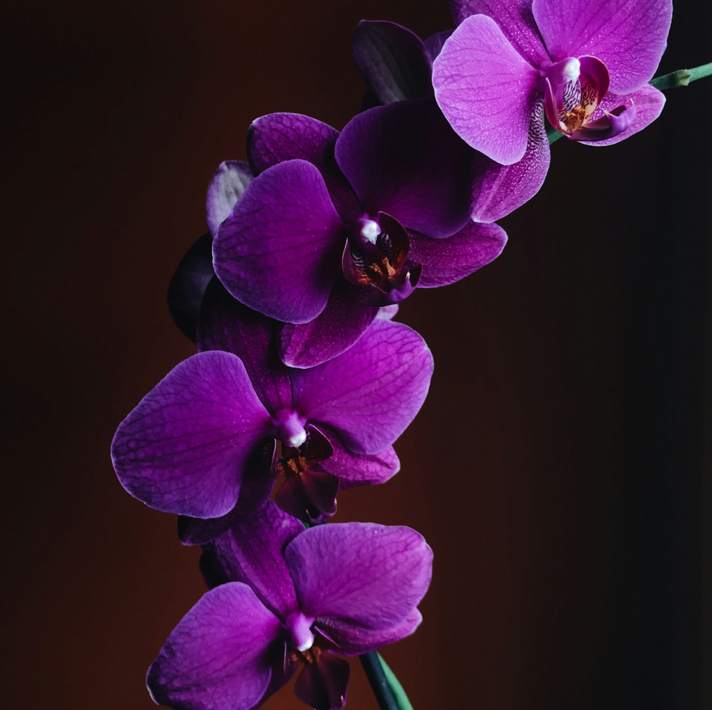 Untitled Design (98)
